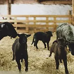 Liebe Heimat Aparthotel Saalbach-Hinterglemm